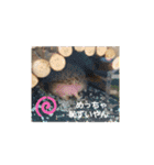 ♥pansy♥ポメラニアンの日常〜お返事編〜（個別スタンプ：14）