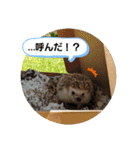 ♥pansy♥ポメラニアンの日常〜お返事編〜（個別スタンプ：18）