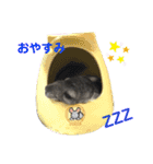 ポコのあいさつ（個別スタンプ：2）