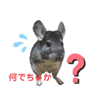 ポコのあいさつ（個別スタンプ：11）
