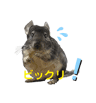 ポコのあいさつ（個別スタンプ：13）