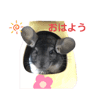 ポコのあいさつ（個別スタンプ：16）