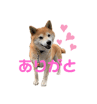 柴犬らむ2（個別スタンプ：1）