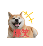 柴犬らむ2（個別スタンプ：2）