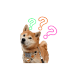 柴犬らむ2（個別スタンプ：3）