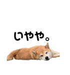 柴犬らむ2（個別スタンプ：4）