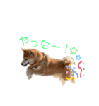 柴犬らむ2（個別スタンプ：5）