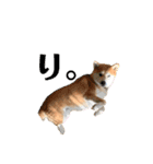 柴犬らむ2（個別スタンプ：6）