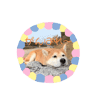 柴犬らむ2（個別スタンプ：7）