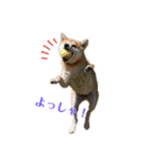 柴犬らむ2（個別スタンプ：8）