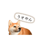 柴犬らむ2（個別スタンプ：9）
