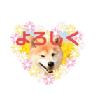 柴犬らむ2（個別スタンプ：10）