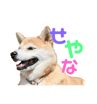 柴犬らむ2（個別スタンプ：12）