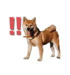 柴犬らむ2（個別スタンプ：13）