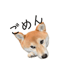 柴犬らむ2（個別スタンプ：15）
