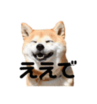 柴犬らむ2（個別スタンプ：16）