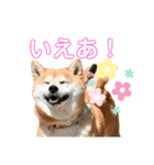 柴犬らむ2（個別スタンプ：19）
