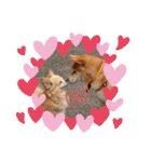 柴犬らむ2（個別スタンプ：20）