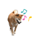 柴犬らむ2（個別スタンプ：21）