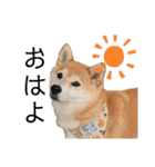 柴犬らむ2（個別スタンプ：22）