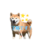 柴犬らむ2（個別スタンプ：23）