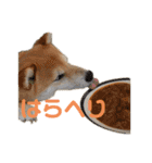 柴犬らむ2（個別スタンプ：25）