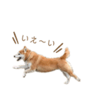 柴犬らむ2（個別スタンプ：26）