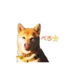 柴犬らむ2（個別スタンプ：30）