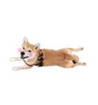 柴犬らむ2（個別スタンプ：31）