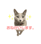 まりもすたんぷ！3(ろしあんぶるーー)（個別スタンプ：2）