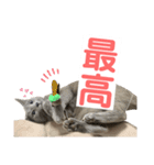 まりもすたんぷ！3(ろしあんぶるーー)（個別スタンプ：4）