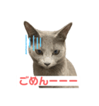 まりもすたんぷ！3(ろしあんぶるーー)（個別スタンプ：6）