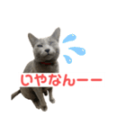 まりもすたんぷ！3(ろしあんぶるーー)（個別スタンプ：7）