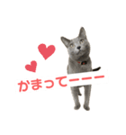 まりもすたんぷ！3(ろしあんぶるーー)（個別スタンプ：8）