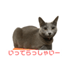 まりもすたんぷ！3(ろしあんぶるーー)（個別スタンプ：9）