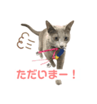 まりもすたんぷ！3(ろしあんぶるーー)（個別スタンプ：11）