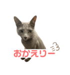 まりもすたんぷ！3(ろしあんぶるーー)（個別スタンプ：12）