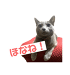 まりもすたんぷ！3(ろしあんぶるーー)（個別スタンプ：13）