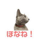 まりもすたんぷ！3(ろしあんぶるーー)（個別スタンプ：14）