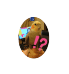 癒やしのくろちゃん（個別スタンプ：2）