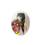 癒やしのくろちゃん（個別スタンプ：4）