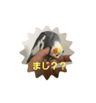 癒やしのくろちゃん（個別スタンプ：5）