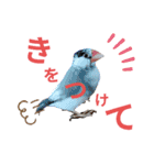 挨拶の桜文鳥（個別スタンプ：2）