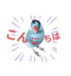 挨拶の桜文鳥（個別スタンプ：3）