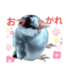 挨拶の桜文鳥（個別スタンプ：4）