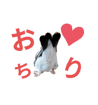 挨拶の桜文鳥（個別スタンプ：5）