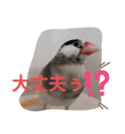 挨拶の桜文鳥（個別スタンプ：7）