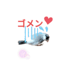 挨拶の桜文鳥（個別スタンプ：9）