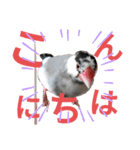 挨拶の桜文鳥（個別スタンプ：12）