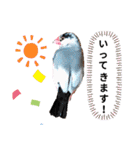 挨拶の桜文鳥（個別スタンプ：13）